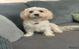 Mixed Breed dogs for sale: Cavaschon female and Maltese mix male  - Image 4
