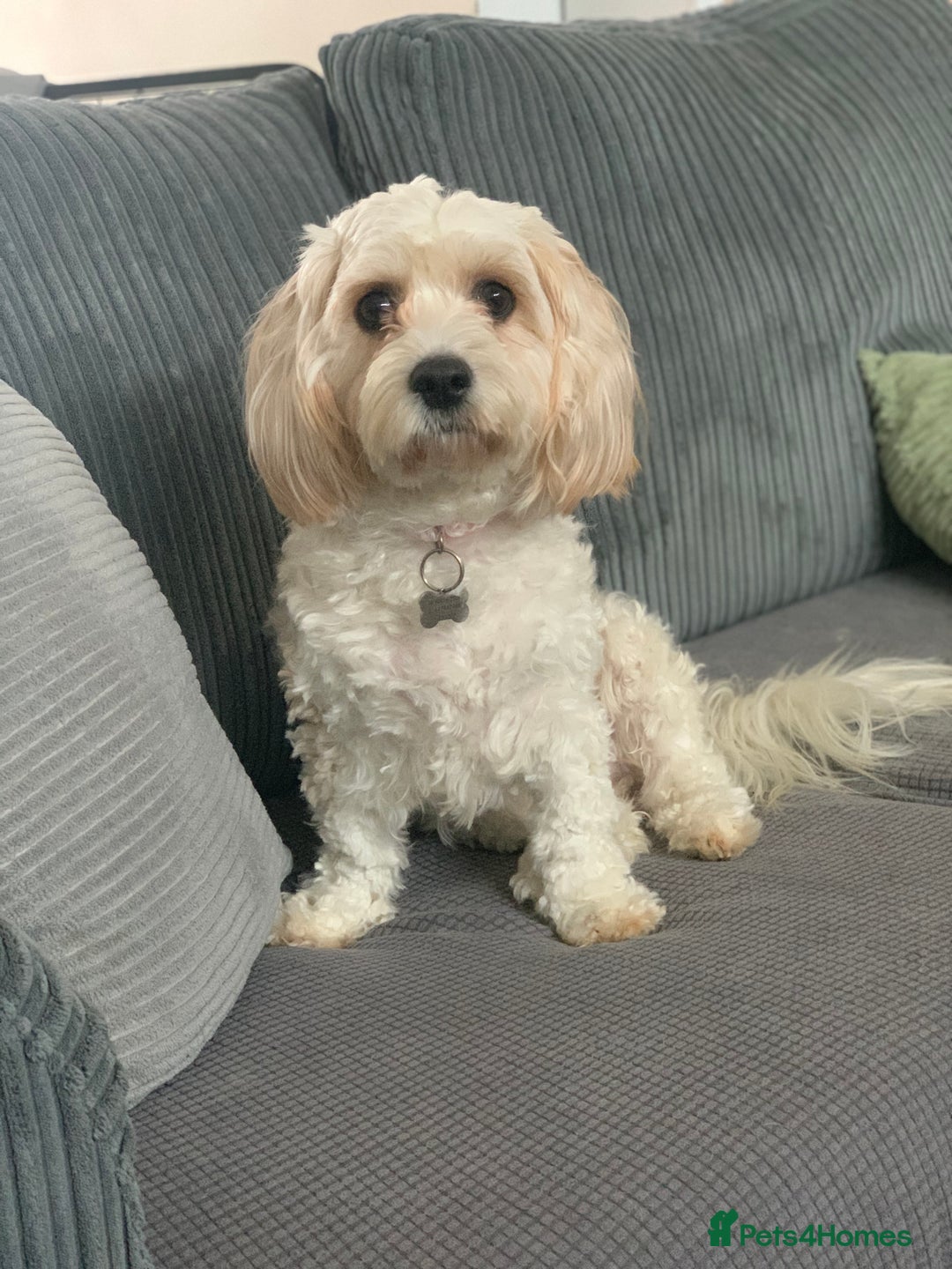 Mixed Breed dogs for sale: Cavaschon female and Maltese mix male  - Image 4