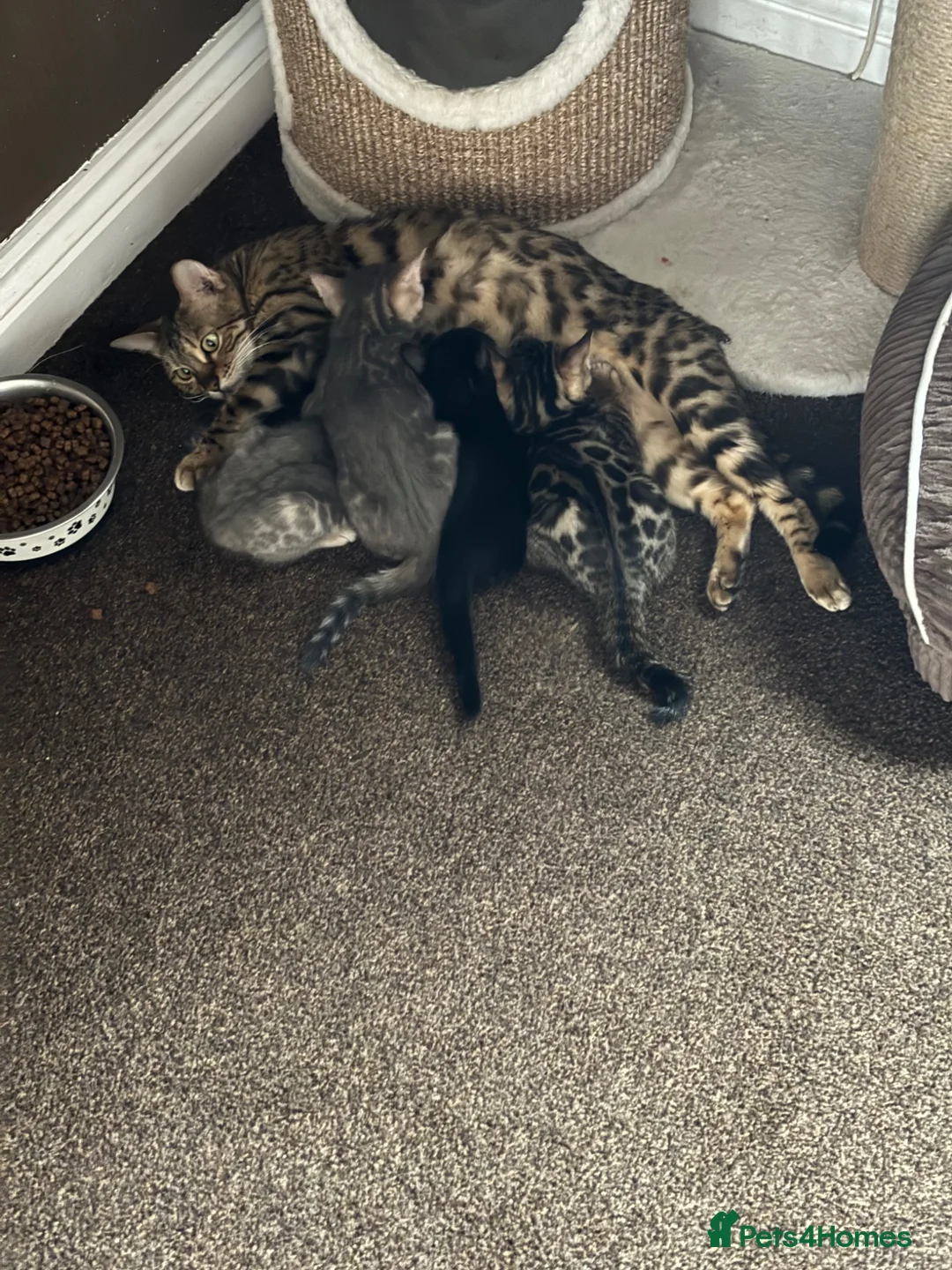 Bengal cats for sale: STUNNING BENGAL KITTENS  in Sheffield - Advert 19