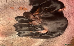 Miniature Dachshund dogs for sale: Beautiful miniature dachshund puppies - Image 7