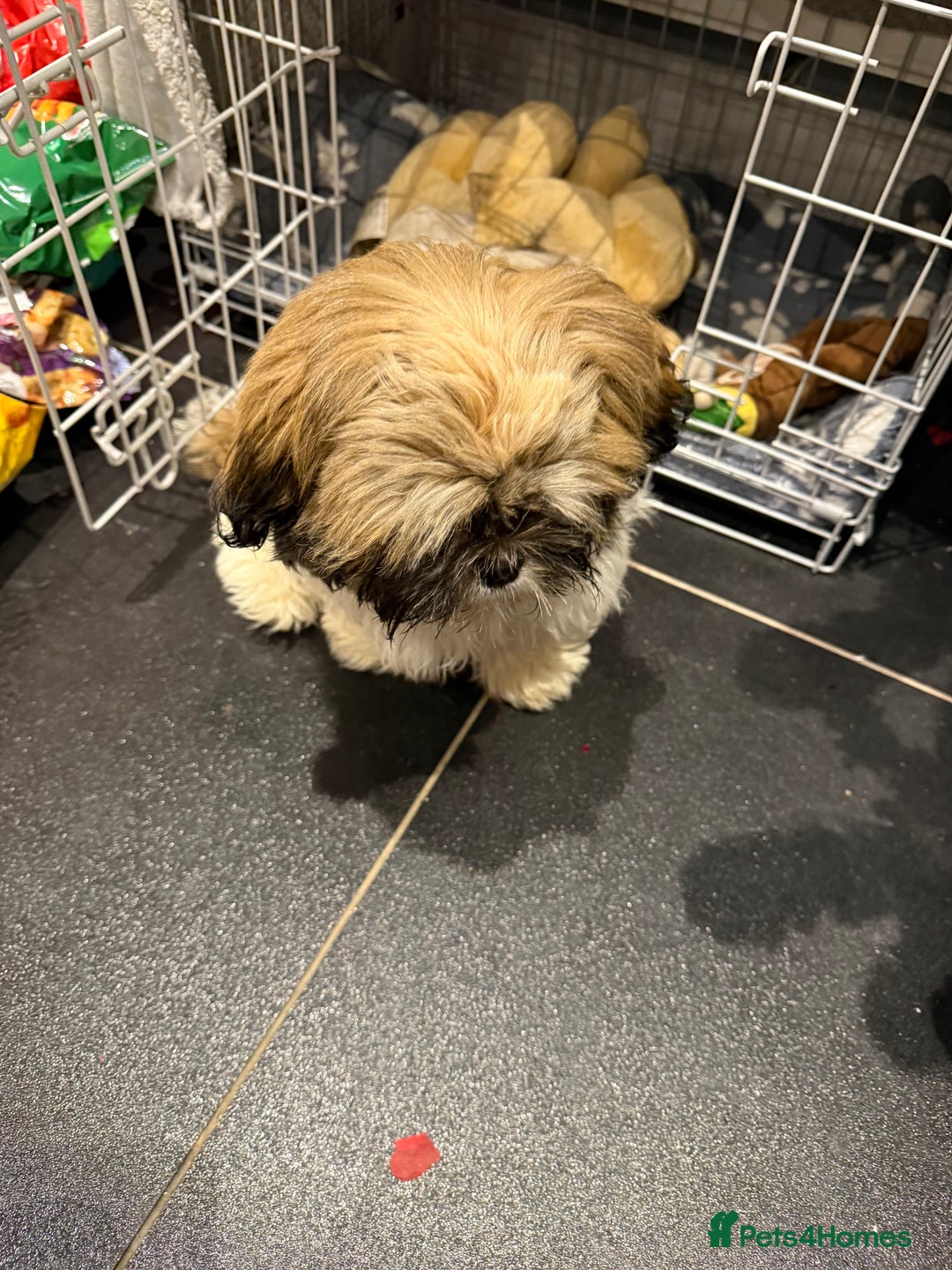 Shih Tzu dogs for sale: Shih Tzu Puppy 4 month old male  - Advert 4