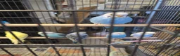 Budgerigars birds for sale: Budgies  - Advert 17