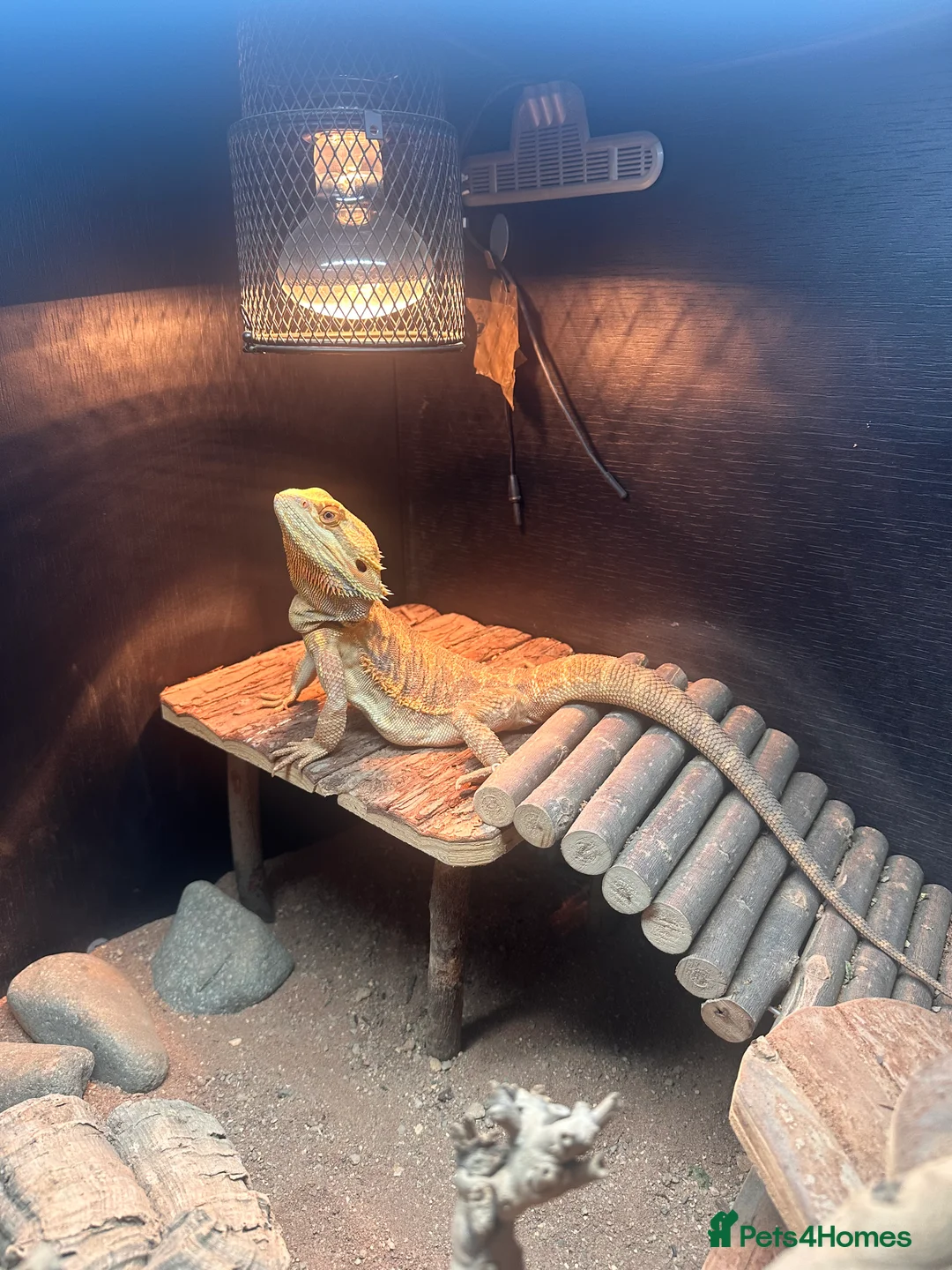 Bearded Dragon reptiles for sale: Bearded dragon  - Advert 3