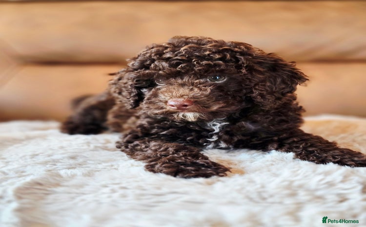 Toy Poodle dogs - Advert 1