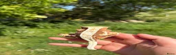 Gecko reptiles for sale: Female Lily-White - Advert 3