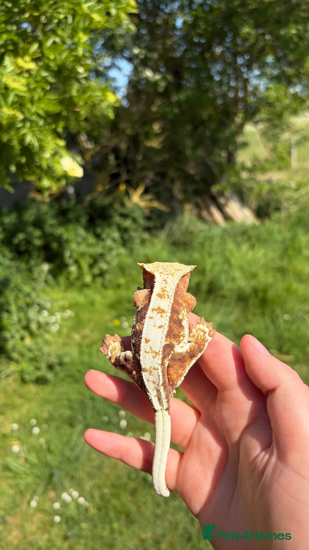 Gecko reptiles for sale: Female Lily-White - Advert 3