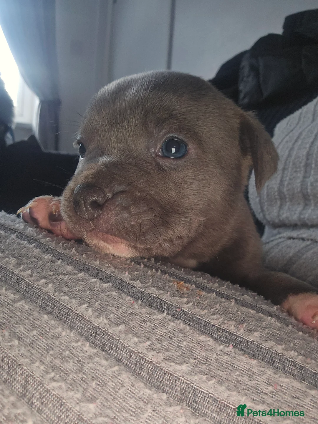 American Bully dogs for sale: Pocket bully puppies - Advert 11