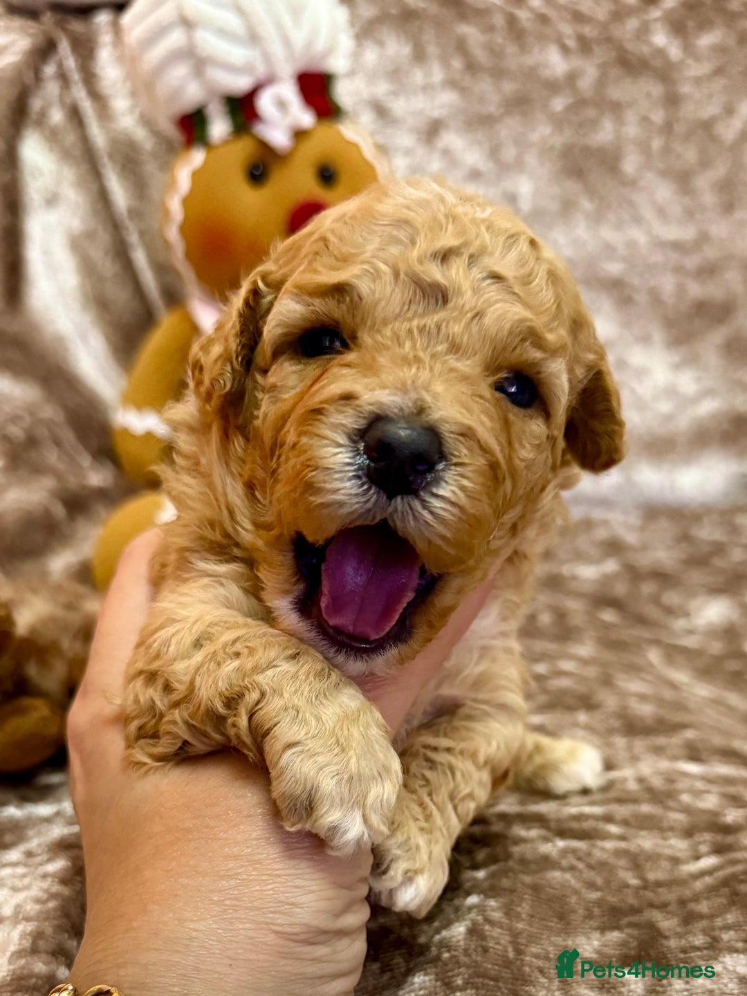 Maltipoo dogs for sale: BEAUTIFUL TEDDY BEAR F1B MALTIPOO BABIES! - Advert 7