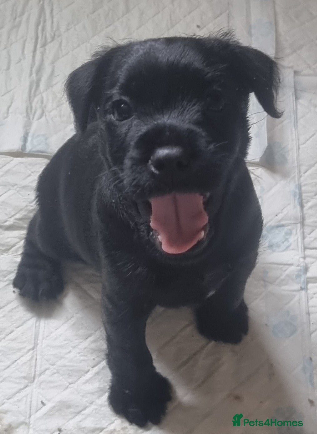 Patterdale Terrier dogs Patterdale puppy's  - Advert 2