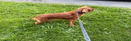 King Charles Spaniel dogs for sale: King Charles Spaniel in Rotherham - Advert 7