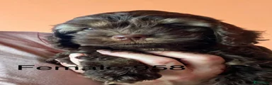 Cockapoo 3