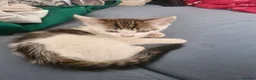 Mixed Breed cats for sale: 3 kittens for sale - Advert 7