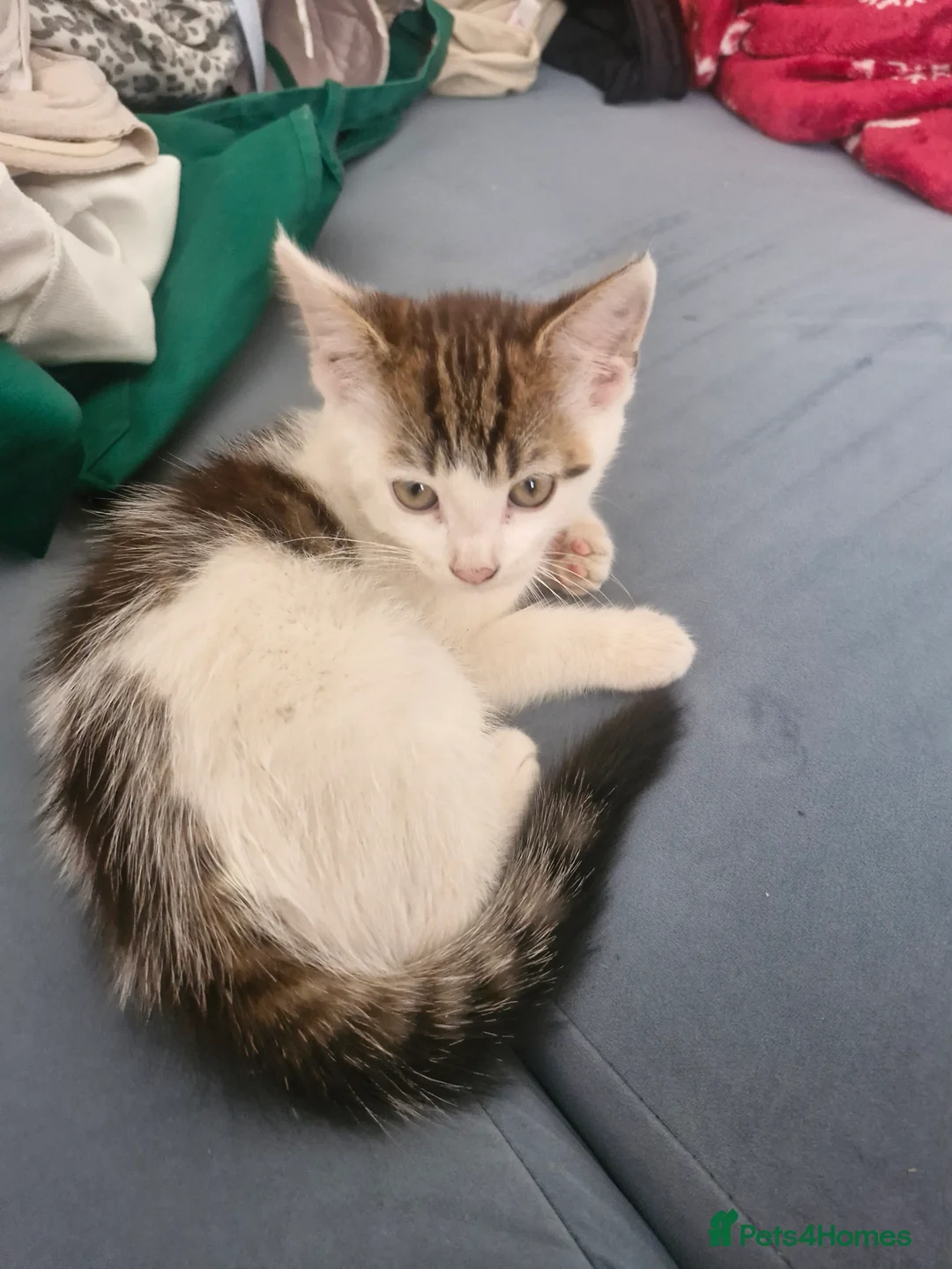 Mixed Breed cats for sale: 3 kittens for sale - Advert 7