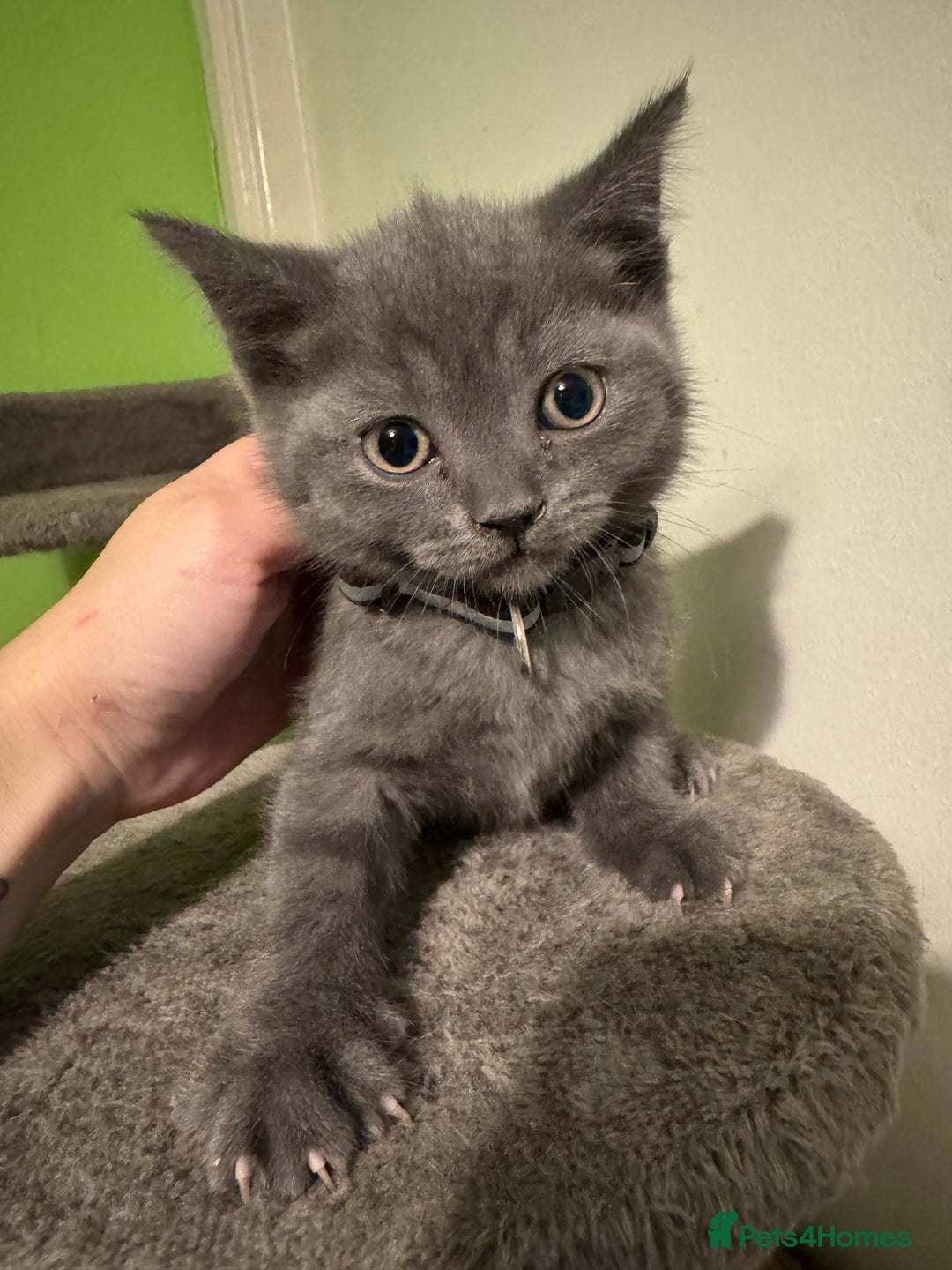 British Shorthair cats for sale: Lovely British shorthair kittens  - Advert 6