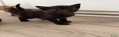 Mixed Breed Kitten 2