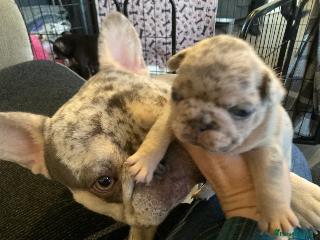 French Bulldog dogs for stud: Lilac merle French bulldog for stud  in Stevenage - Advert 13