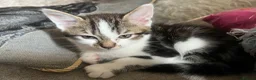 Mixed Breed cats for sale: Kittens ready to go 9 weeks old  in Nuneaton - Advert 11