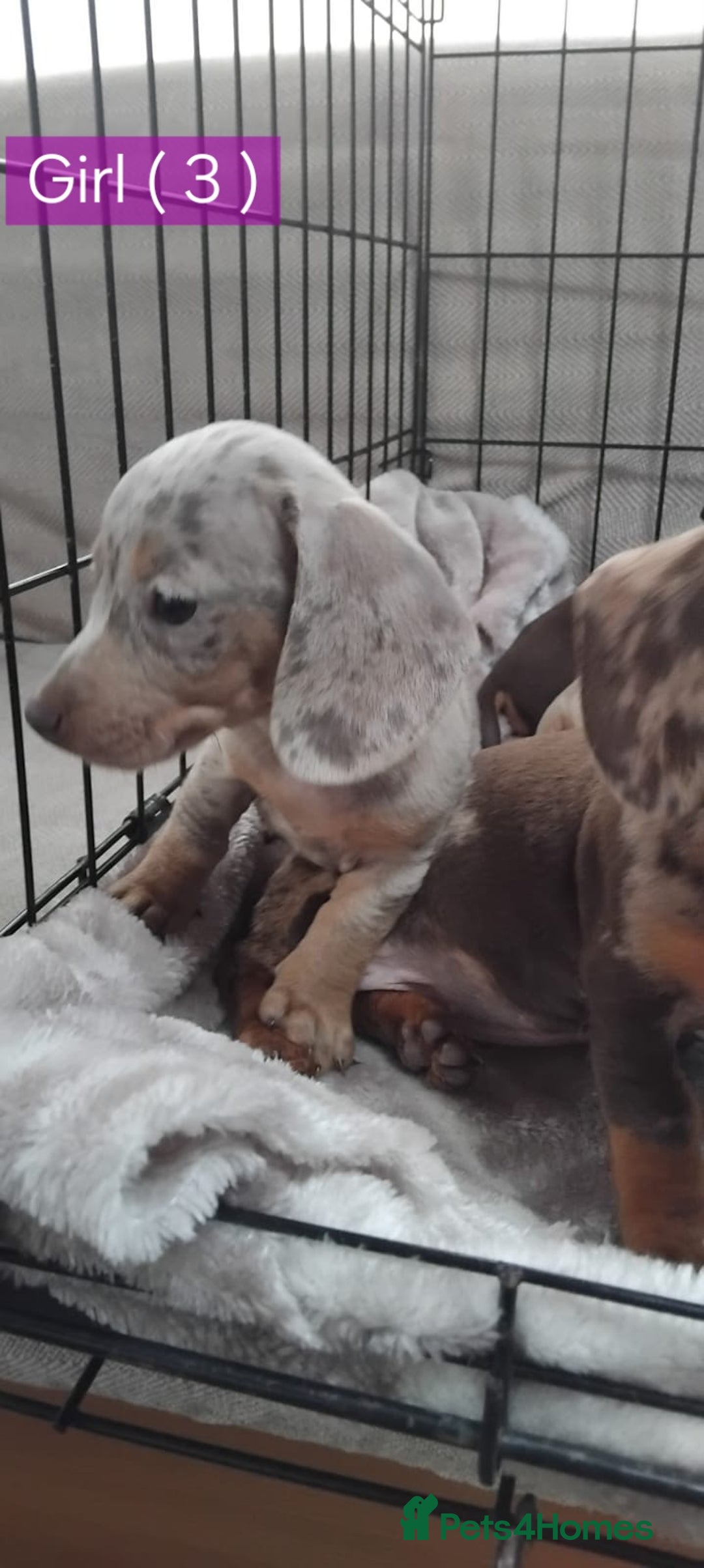 Miniature Dachshund dogs for sale: KC, PRA, STUNNING LITTER MIN,DASH😍 - Image 11