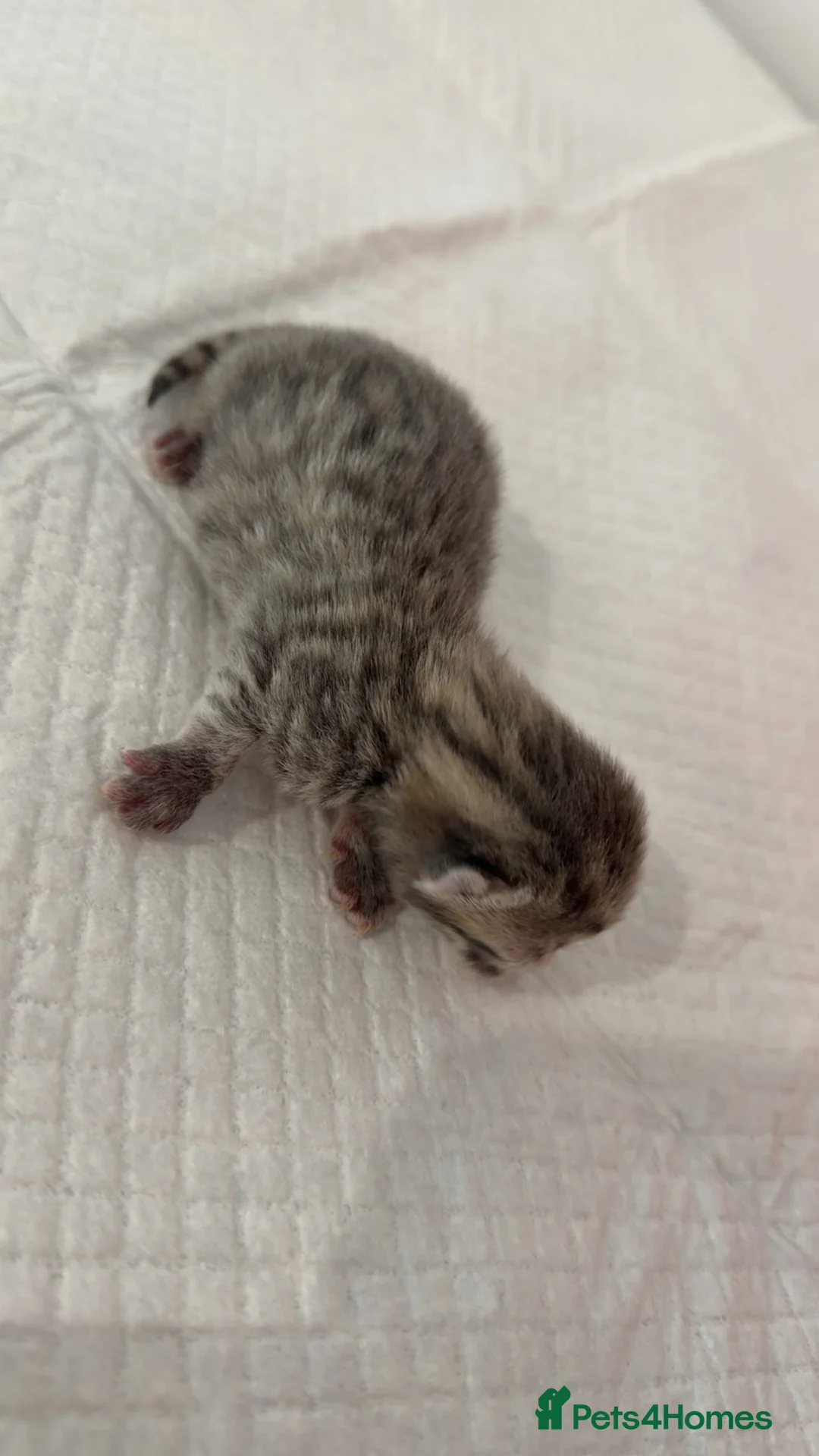 Ragdoll cats for sale: Ragdoll X Tabby  - Advert 2