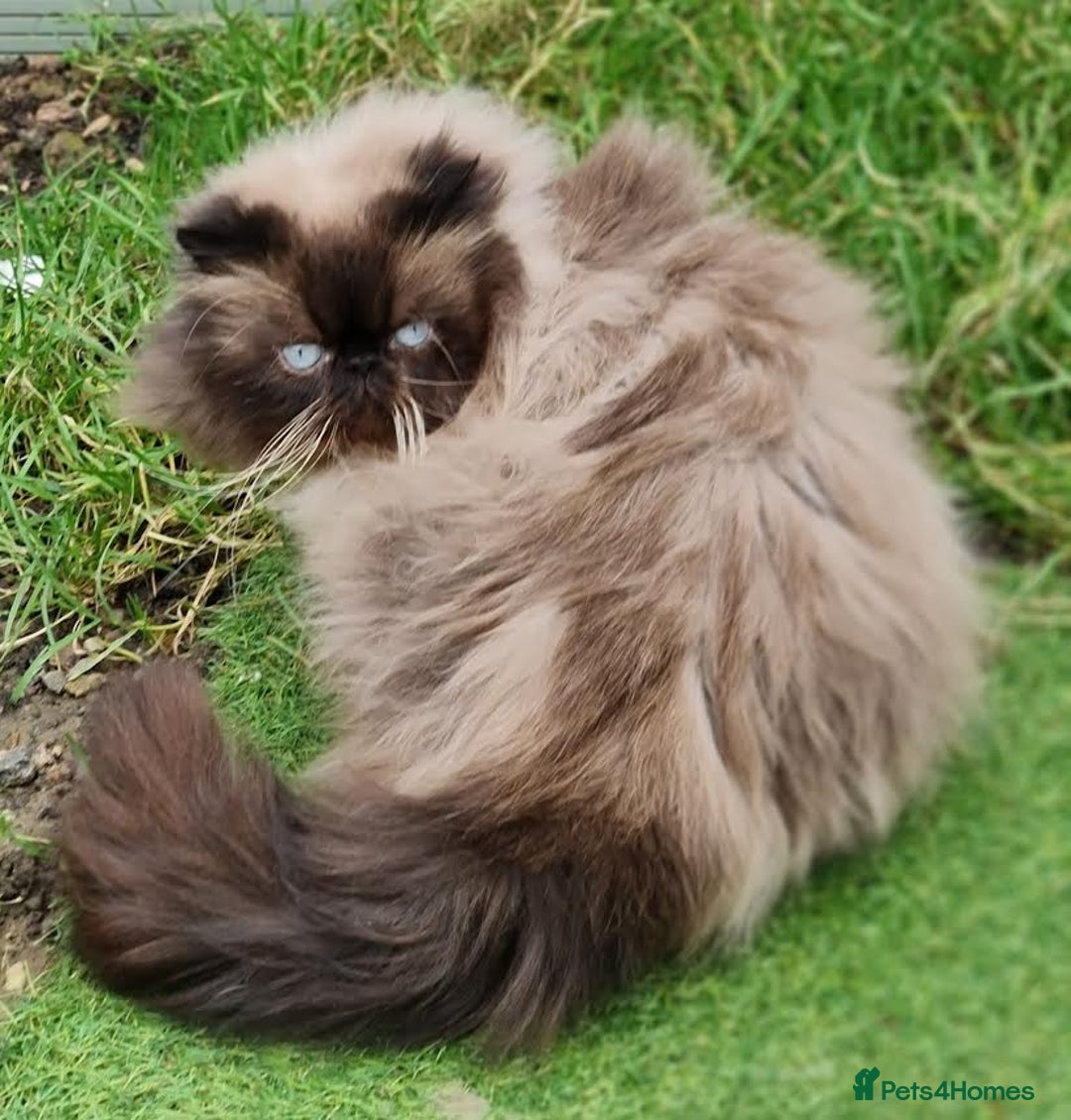 Persian cats for stud: Persian Boy for Stud - Advert 1