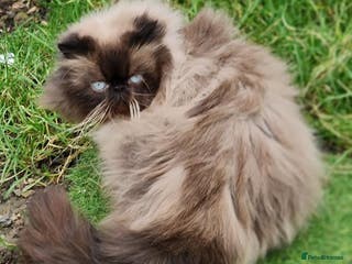 Persian cats Persian Boy for Stud - Advert 9