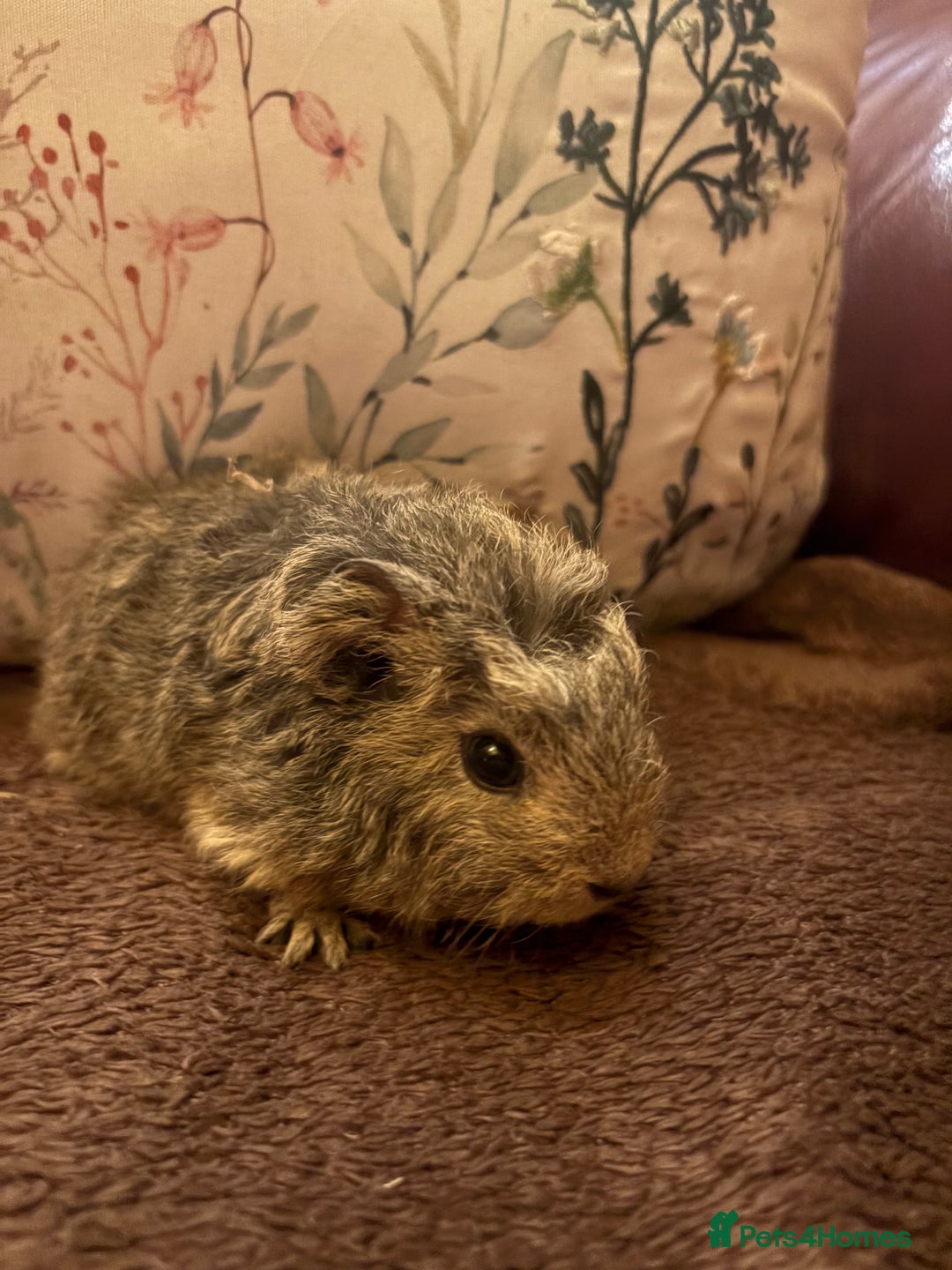 Guinea Pig rodents for sale: Beautiful baby Guinea pigs  - Advert 3