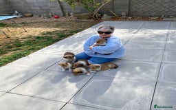 Rough Collie dogs for sale: ROUGH COLLIE  SABLE AND WHITE MALE PUPPIES - Image 23