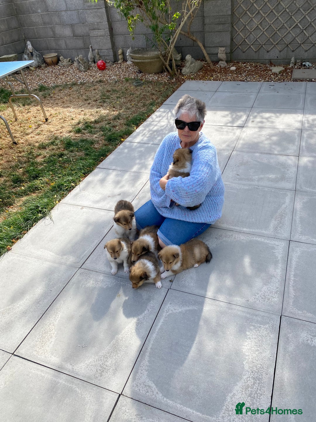 Rough Collie dogs for sale: ROUGH COLLIE  SABLE AND WHITE MALE PUPPIES - Image 23