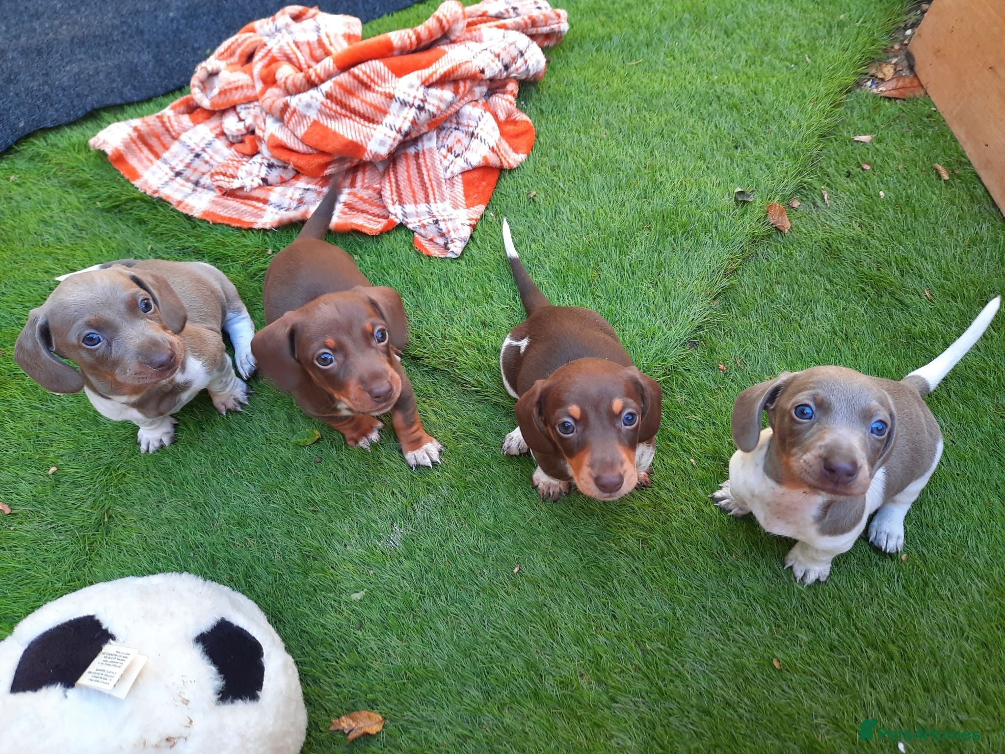 Miniature Dachshund dogs Beautiful mix of miniature dachshund/dapple/piebal - Advert 2
