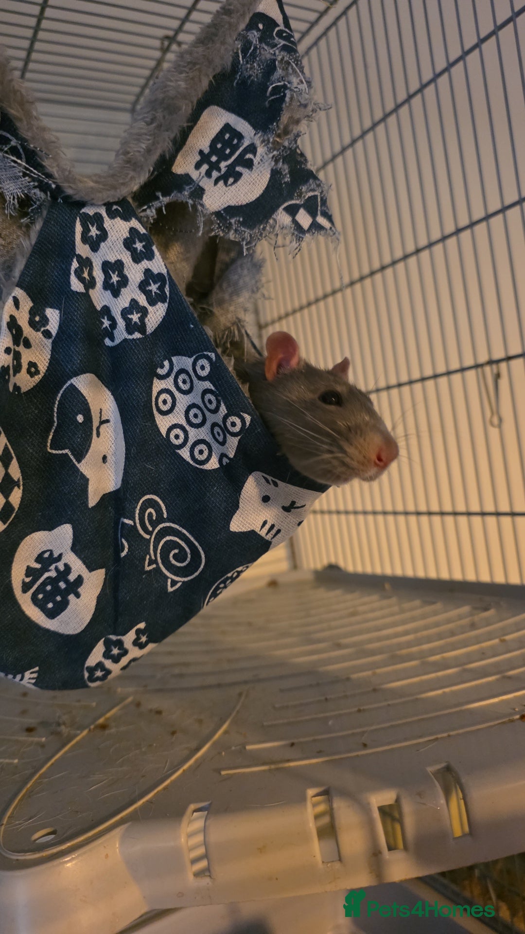 Rat rodents for sale: Male rat Looking for home - Advert 3
