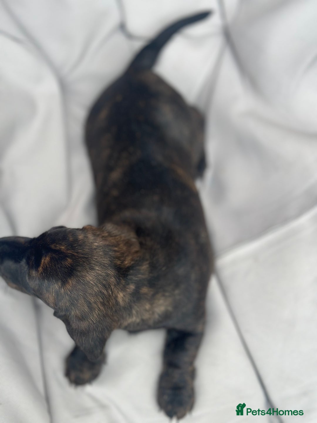 Dachshund dogs for sale: KC Standard Brindle Dachshund puppy/girl - Image 8