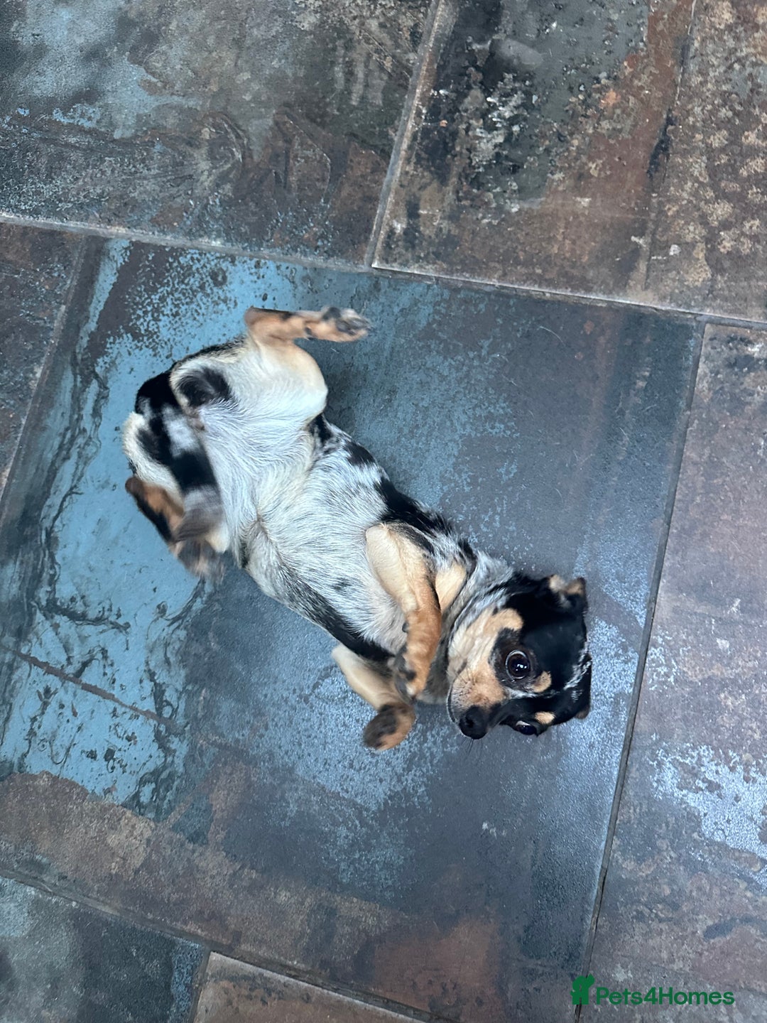 Chihuahua dogs for sale: Merle Stunning Little Girl - Advert 10