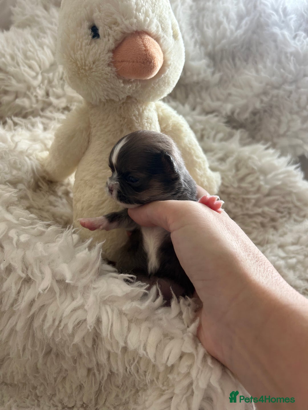 Chihuahua dogs for sale: 🔥🔥stunning chihuahua pups🔥🔥 - Image 9