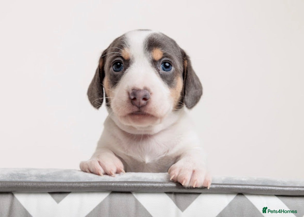 Miniature Dachshund dogs READY NOW Mini dachshunds - Advert 2