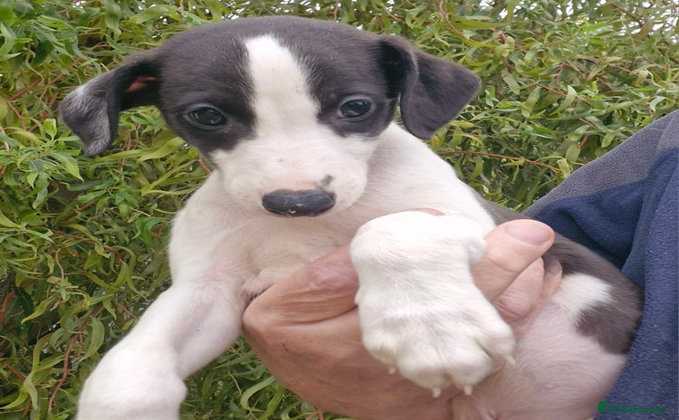 Whippet dogs - Advert 1
