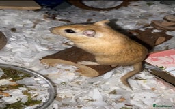Gerbil rodents for sale: Lone gerbil  - Image 3