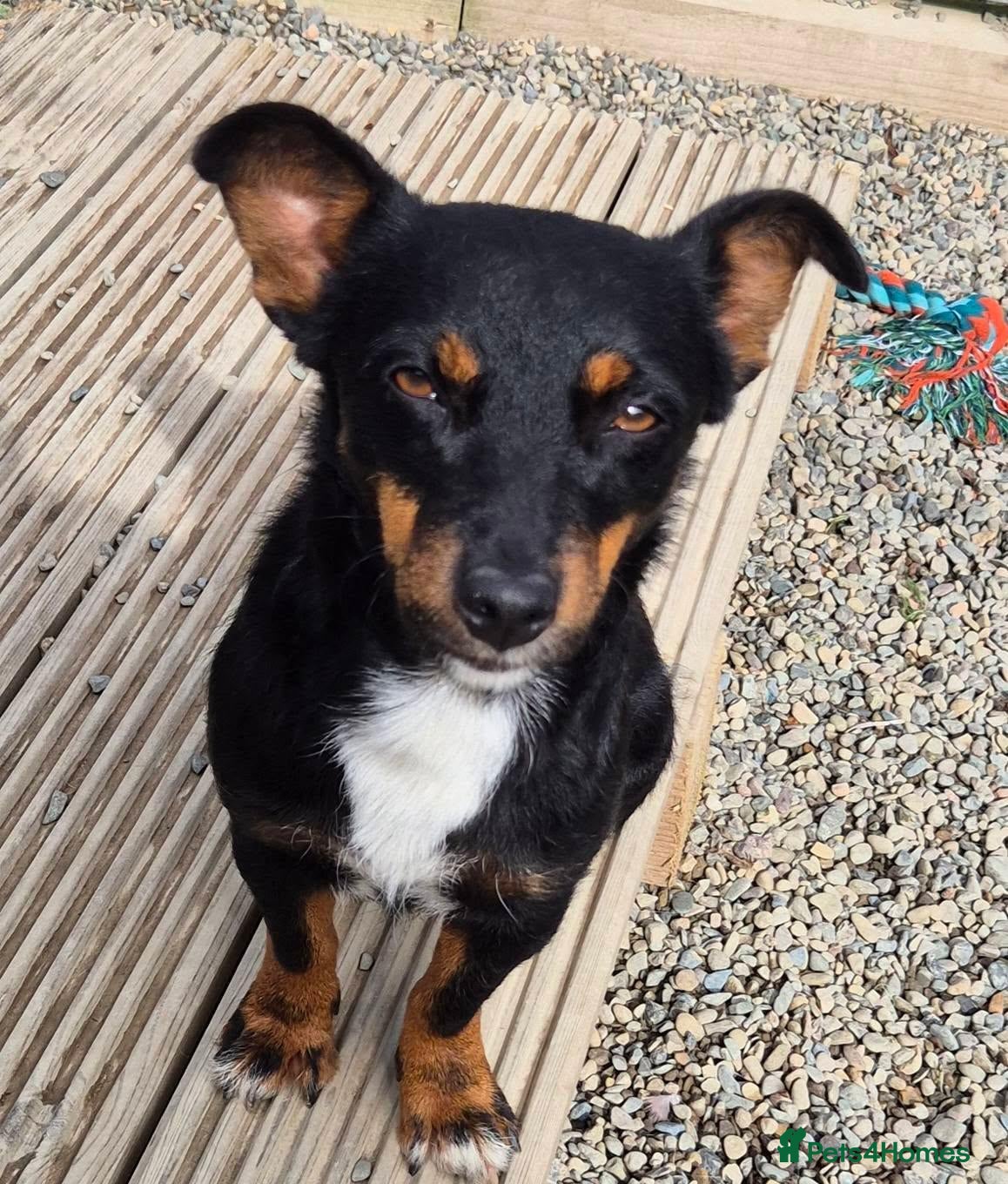 Mixed Breed dogs Cleo - In Ayr Looking for a Home - Advert 1