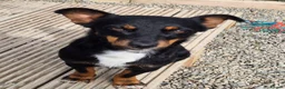Mixed Breed dogs for adoption: Cleo - In Ayr Looking for a Home - Advert 1
