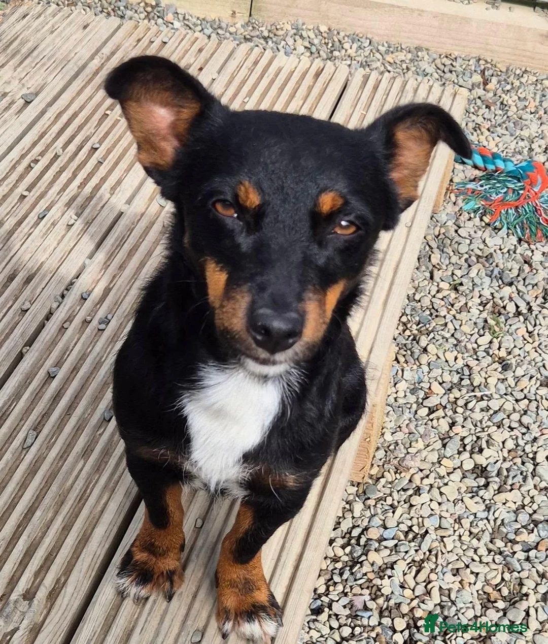 Mixed Breed dogs for adoption: Cleo - In Ayr Looking for a Home - Advert 1
