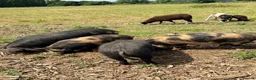 Pig livestock for sale: Registered KuneKune pigs - Advert 1