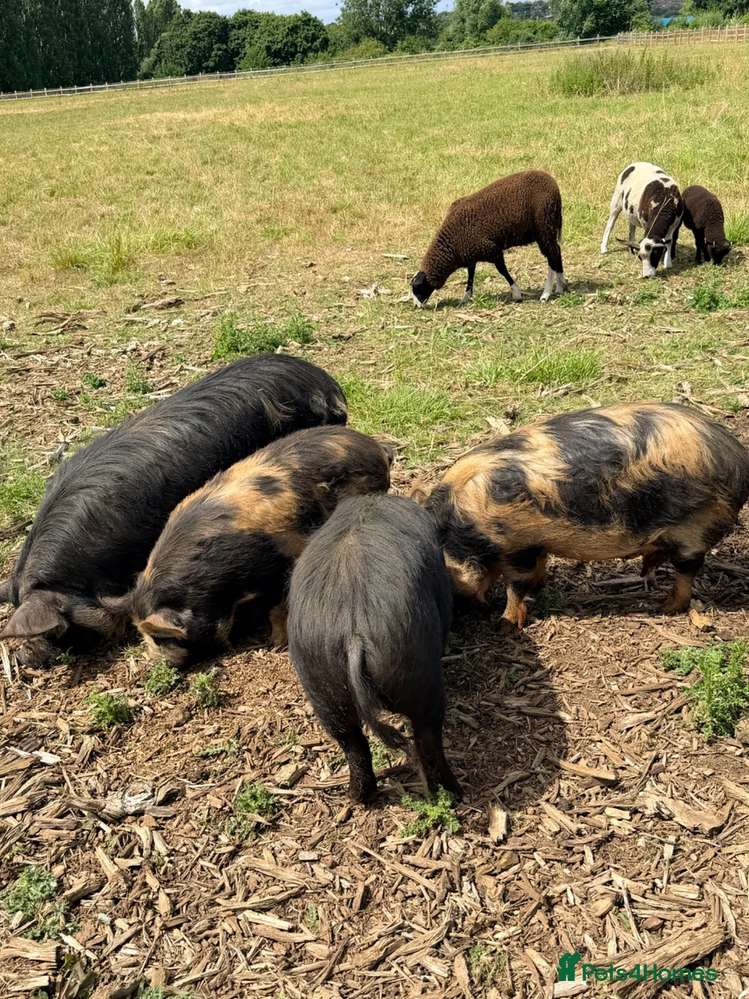Pig livestock for sale: Registered KuneKune pigs - Advert 1