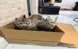 Maine Coon cats for sale: 2 x maine coon males must go together (£800 both)  - Image 7