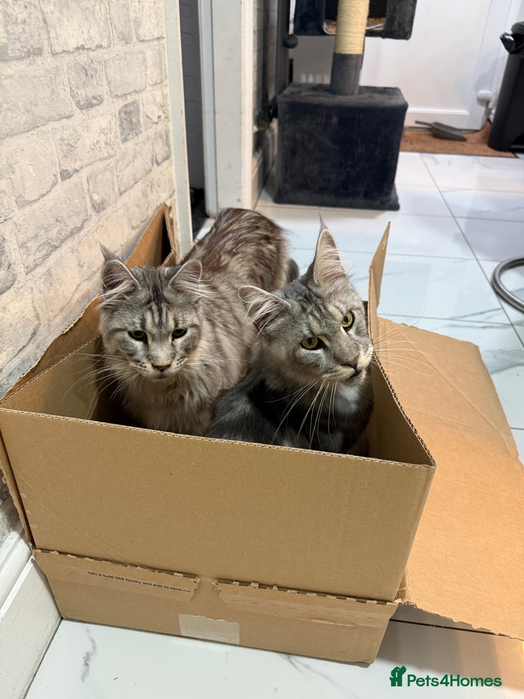 Maine Coon cats for sale: 2 x maine coon males must go together (£800 both)  - Image 7