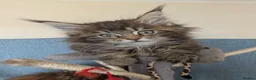 Maine Coon cats for sale: Three beautiful female Maine coons  - Advert 12