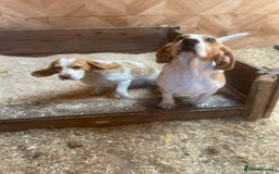 Beagle dogs for sale: 2 adult bitches and a 6 month tri boy - Image 6