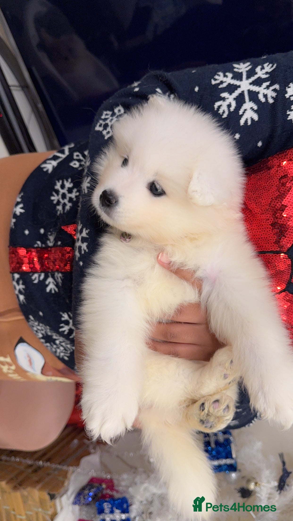 Samoyed dogs Ready to leave Beautiful Temperament pups❤️ - Advert 1
