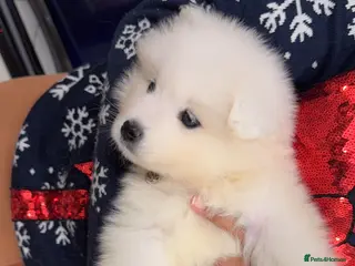 Samoyed dogs Ready to leave Beautiful Temperament pups❤️ - Advert 1