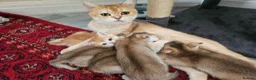 British Shorthair cats for sale: British golden kitten - Advert 12