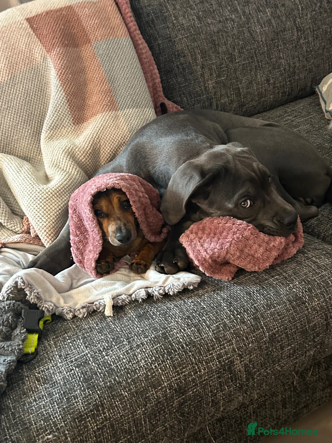 Dachshund dogs for sale: Dachshund pup - Advert 2