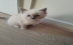 Ragdoll cats for sale: Stunning Ragdoll kittens  - Image 18